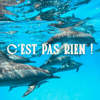#17 Sataya avec les dauphins et mue identitaire ! 🐬✨ cover