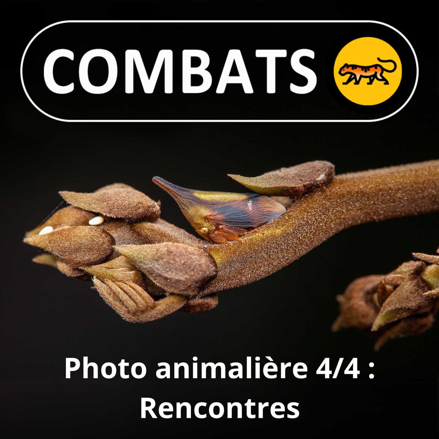 S02E49 Profession photographe animalier 4/4 : Rencontres, Frank "Canon" Deschandol