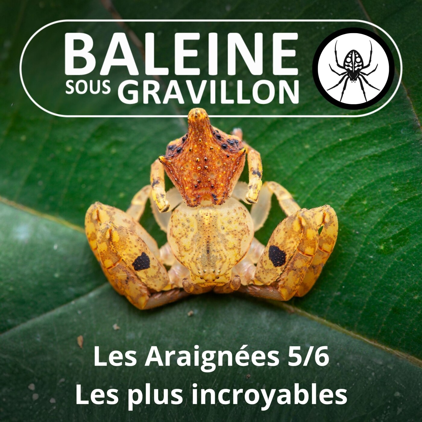S02E60 Les Araignées 5/6 : Les plus incroyables episode artwork