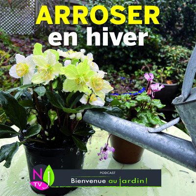 PAROLES D'EXPERT: QUAND, COMMENT ET POURQUOI ARROSER LES PLANTES EN HIVER ? cover