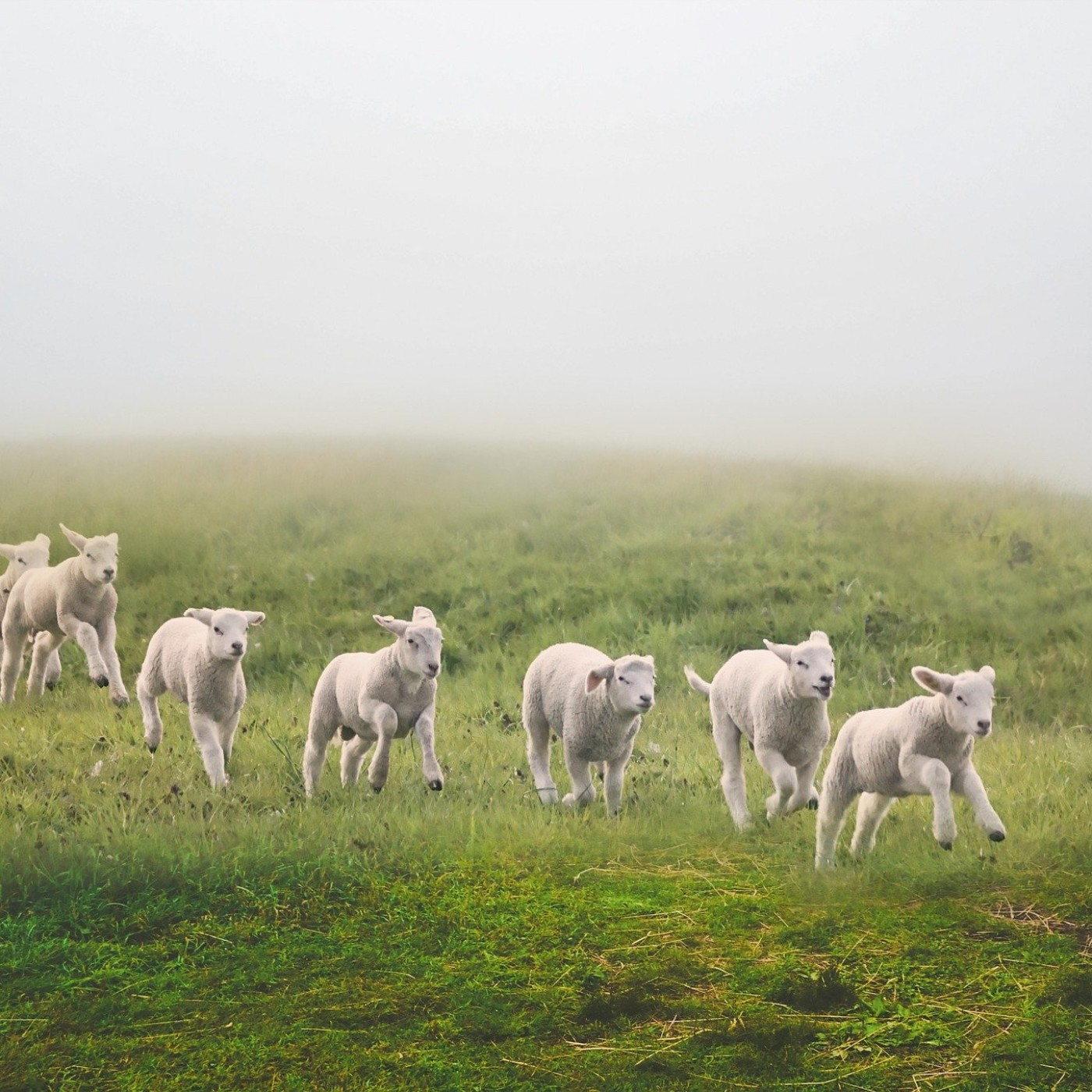 S02E31 Les Cerveaux de la ferme 3/4 : Communication visuelle, sonore, olfactiv ... Sébastien Moro, Cervelle d'oiseau)
