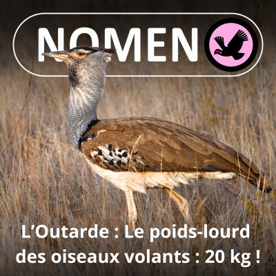 S01E38 L'Outarde : Record du plus lourd oiseau volant du monde, 20 kg ! cover