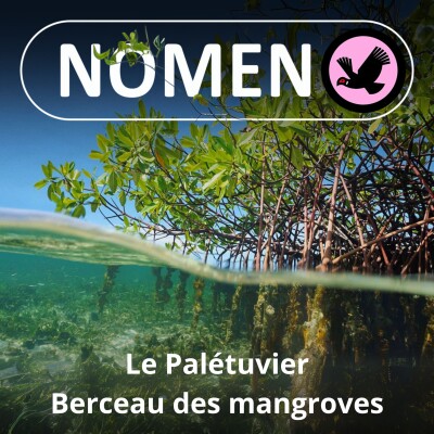 S02E28 Sous les Palétuviers... pas de plage ! cover
