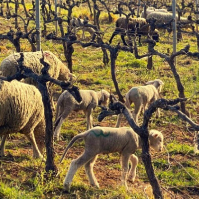 #124 - Des moutons dans les vignes ! cover