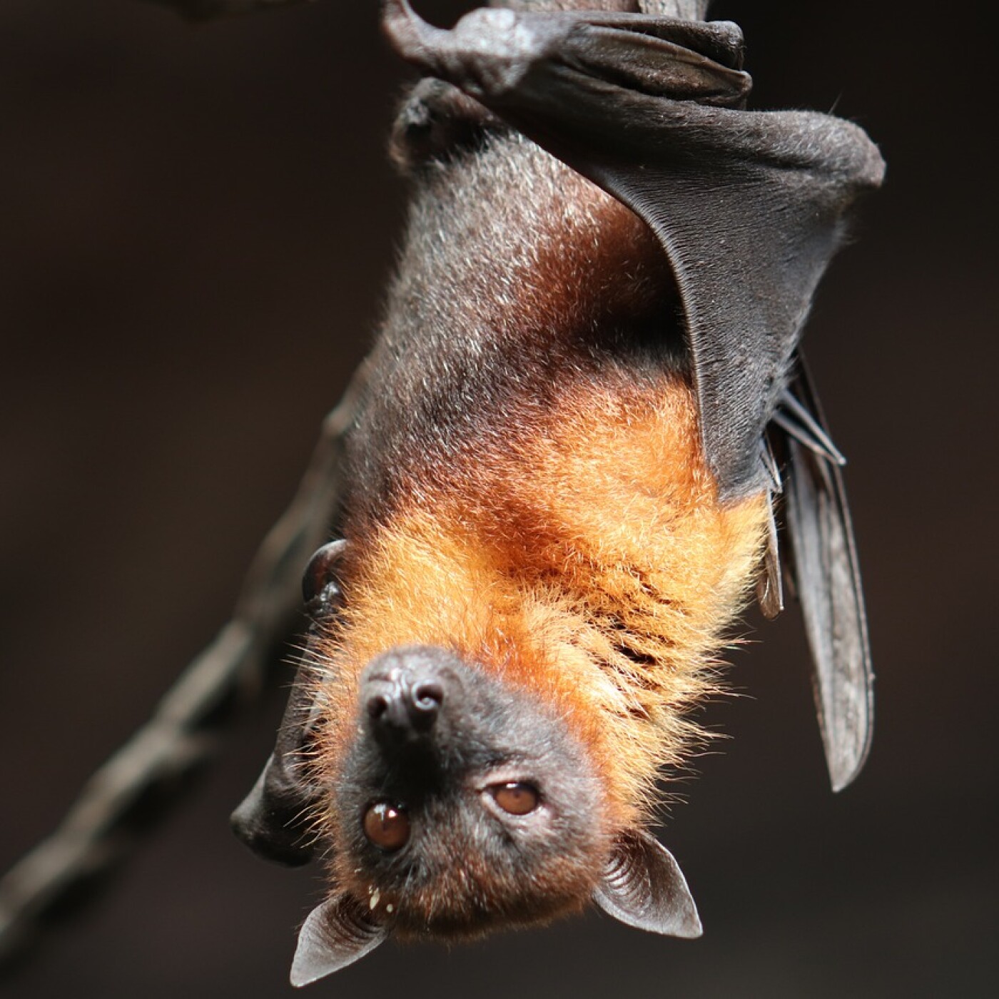 Dambach-la-Ville : Première édition de la Nuit de la chauve-souris episode artwork