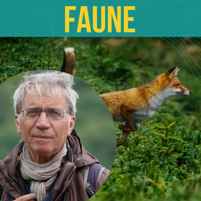 INTERVIEW - Y a-t-il des mammifères sauvages menacés d’extinction sur le territoire français ? | François Moutou cover