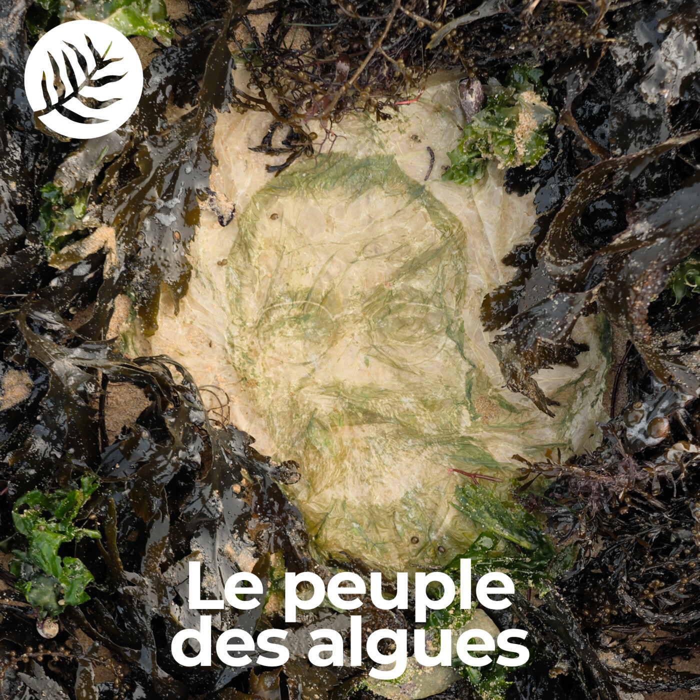 Le Peuple des Algues