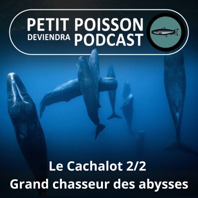 BEST OF D'ÉTÉ #08 : Le Cachalot 2/2, les secrets d'un chasseur des abysses (Bill François) cover