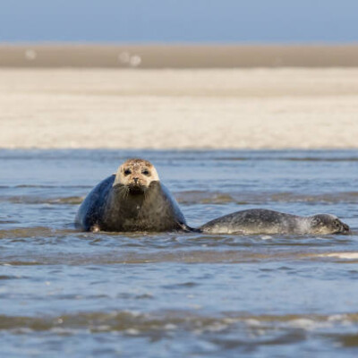 Road trip à vélo en Baie de Somme ! cover