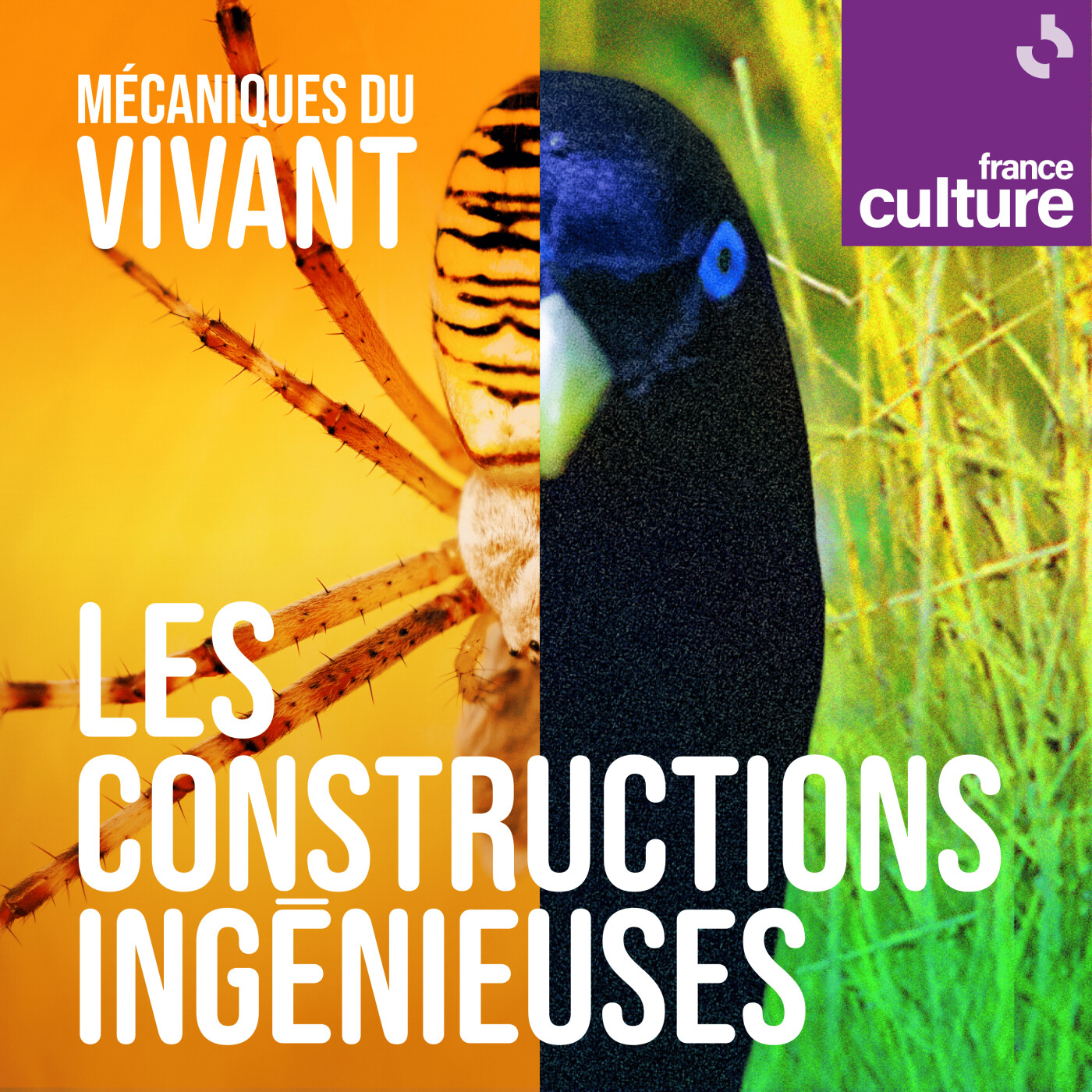 Mécaniques du vivant, saison 6 : Les constructions ingénieuses episode artwork