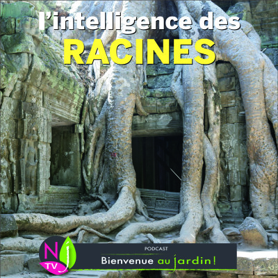 HISTOIRES BOTANIQUES : LES RACINES « CERVEAU » DE LA PLANTE cover