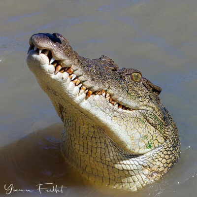 *Australie*- Expériences aborigènes - Où voir (ou pas) les crocodiles [#16] cover