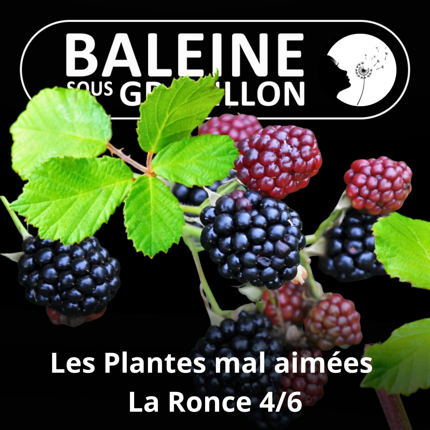 S03E29 Ces plantes mal aimées pourtant si utiles 4/6 : La Ronce (Ludivine Delamare) episode artwork