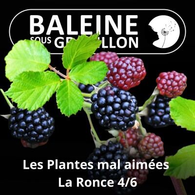 S03E29 Ces plantes mal aimées pourtant si utiles 4/6 : La Ronce (Ludivine Delamare) cover