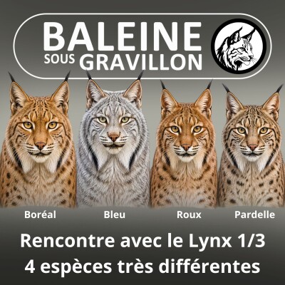 S06E59 Ma recontre avec le Lynx 1/3 : Quatre espèces très différentes (Laurent Geslin) cover
