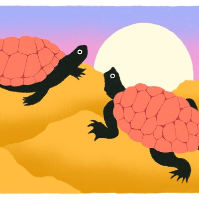 Les secrets des tortues marines cover