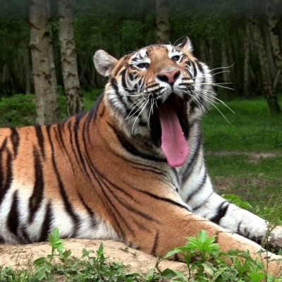 Le Parc des Félins cover