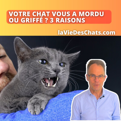 Votre chat vous a mordu ou griffé ? Je vous donne 3 raisons cover