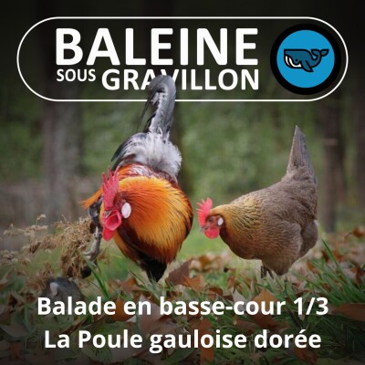 S07E79 Balade en basse-cour 1/3 : Nos ancêtres les (poules) Gauloises (Rémi Dupouy) cover