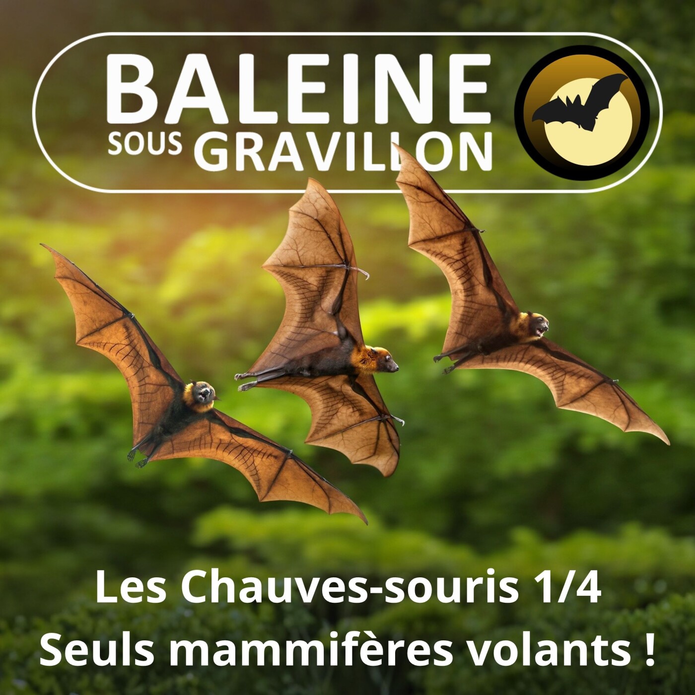 S02E25 Les Chauves-souris 1/4 : Reine de la nuit (François Moutou) episode artwork