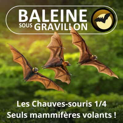 S02E25 Les Chauves-souris 1/4 : Reine de la nuit (François Moutou) cover