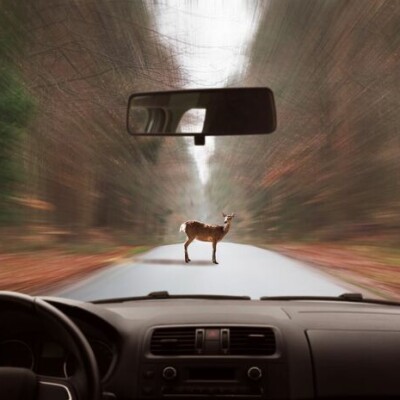 Assurance : Que faire en cas de collision avec un animal ? cover