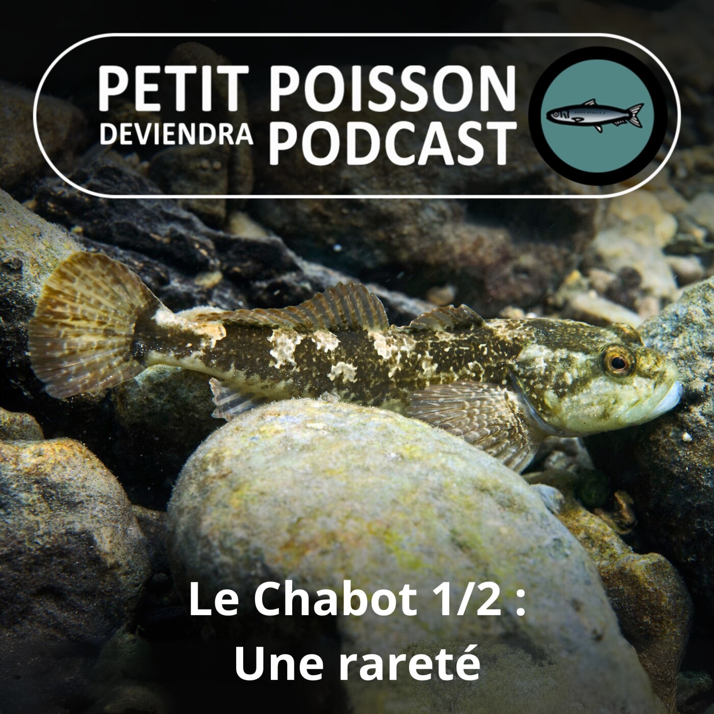 Petit Poisson deviendra Podcast