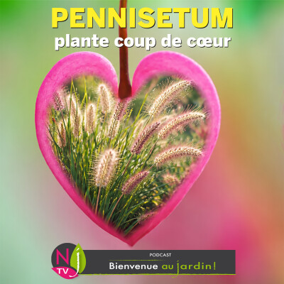 #83: PLANTE COUP DE CŒUR : PENNISETUM, GRAMINÉES DOUCEUR cover