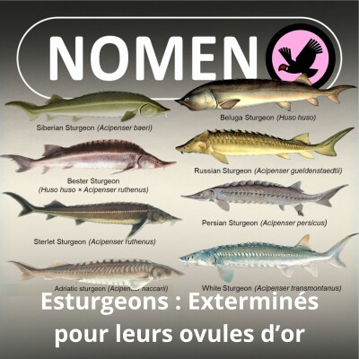 S01E64 L’Esturgeon : Un poisson aux ovules d’or, exterminé par la convoitise et le goût du luxe cover