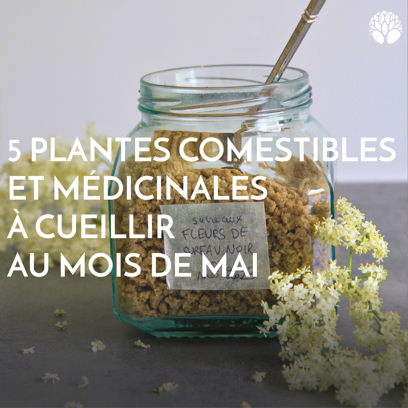 5 plantes comestibles et médicinales à cueillir au mois de mai episode artwork