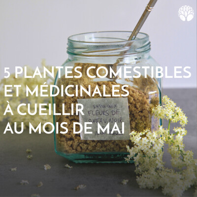 5 plantes comestibles et médicinales à cueillir au mois de mai cover