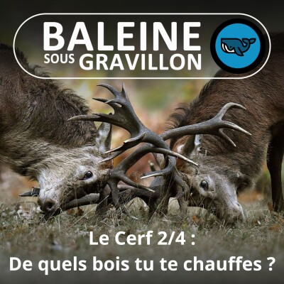 S06E10 Le Cerf 2/4 : De quels bois tu te chauffes ? (Anthony Kohler) cover
