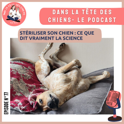 Stériliser son chien : ce que dit vraiment la science cover