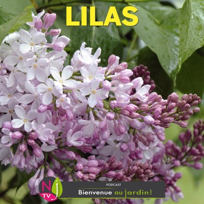 LE DOSSIER: LES LILAS : ESPÈCES, VARIÉTÉS, CULTURE… cover