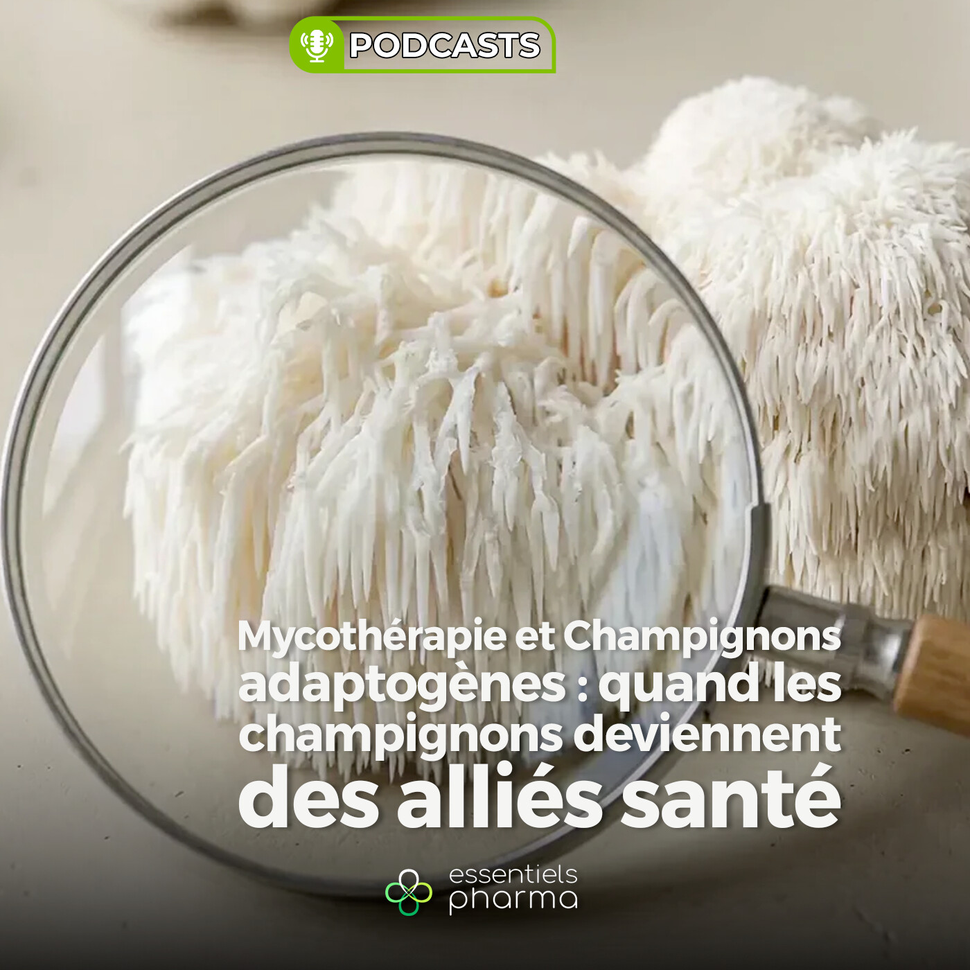 Mycothérapie et Champignons adaptogènes : quand les champignons deviennent des alliés santé