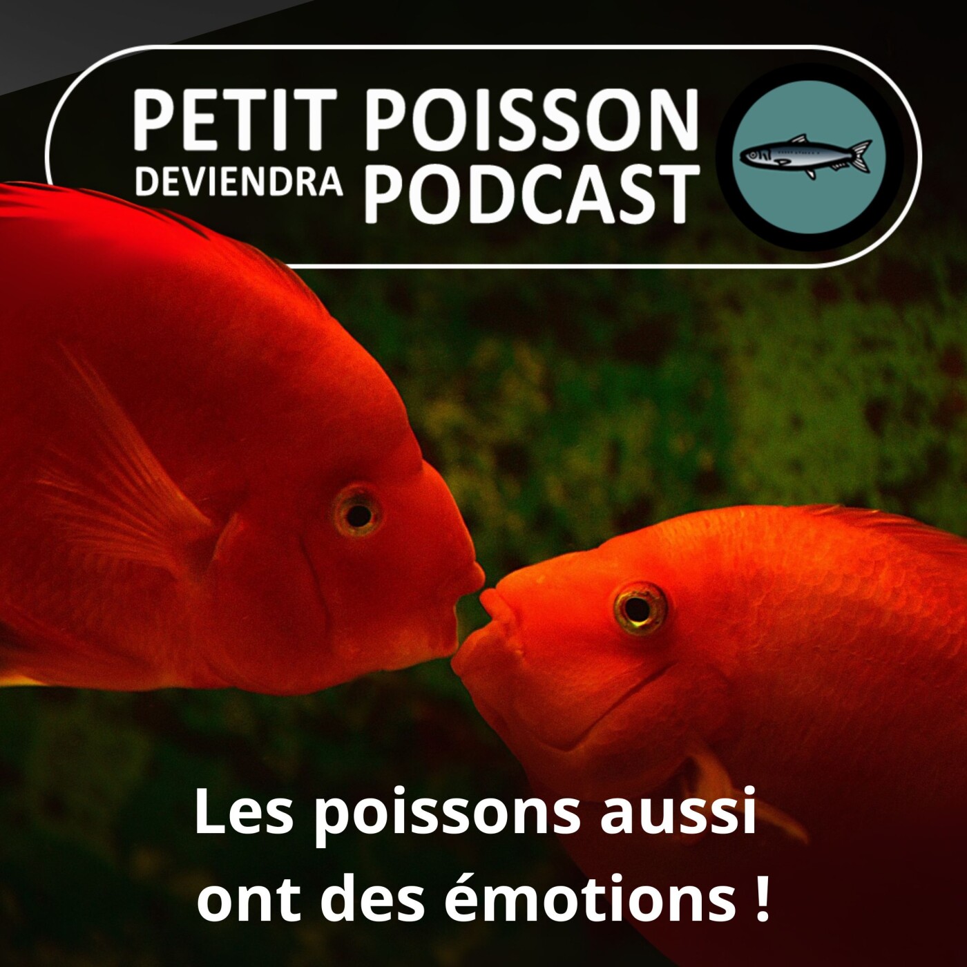 Petit Poisson deviendra Podcast