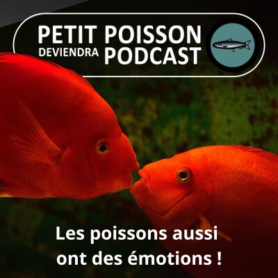 S01E40 Les poissons aussi ont des émotions ! Mais... à quoi servent les émotions ? cover