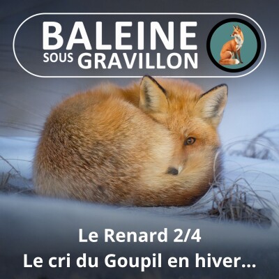 S04E35 Le Renard 2/4 : L'étrange cri du renard en hiver cover