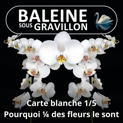 S05Exx Carte blanche 1/5 : Pourquoi la majorité des fleurs sont blanches ? cover