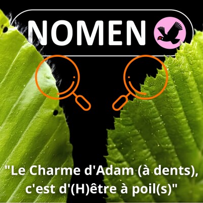 S01E77 Le Charme d'Adam c'est d'être à poil cover