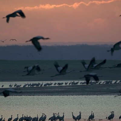 Grand-Est Visite les pieds dans l'eau au Lac du Der ! cover