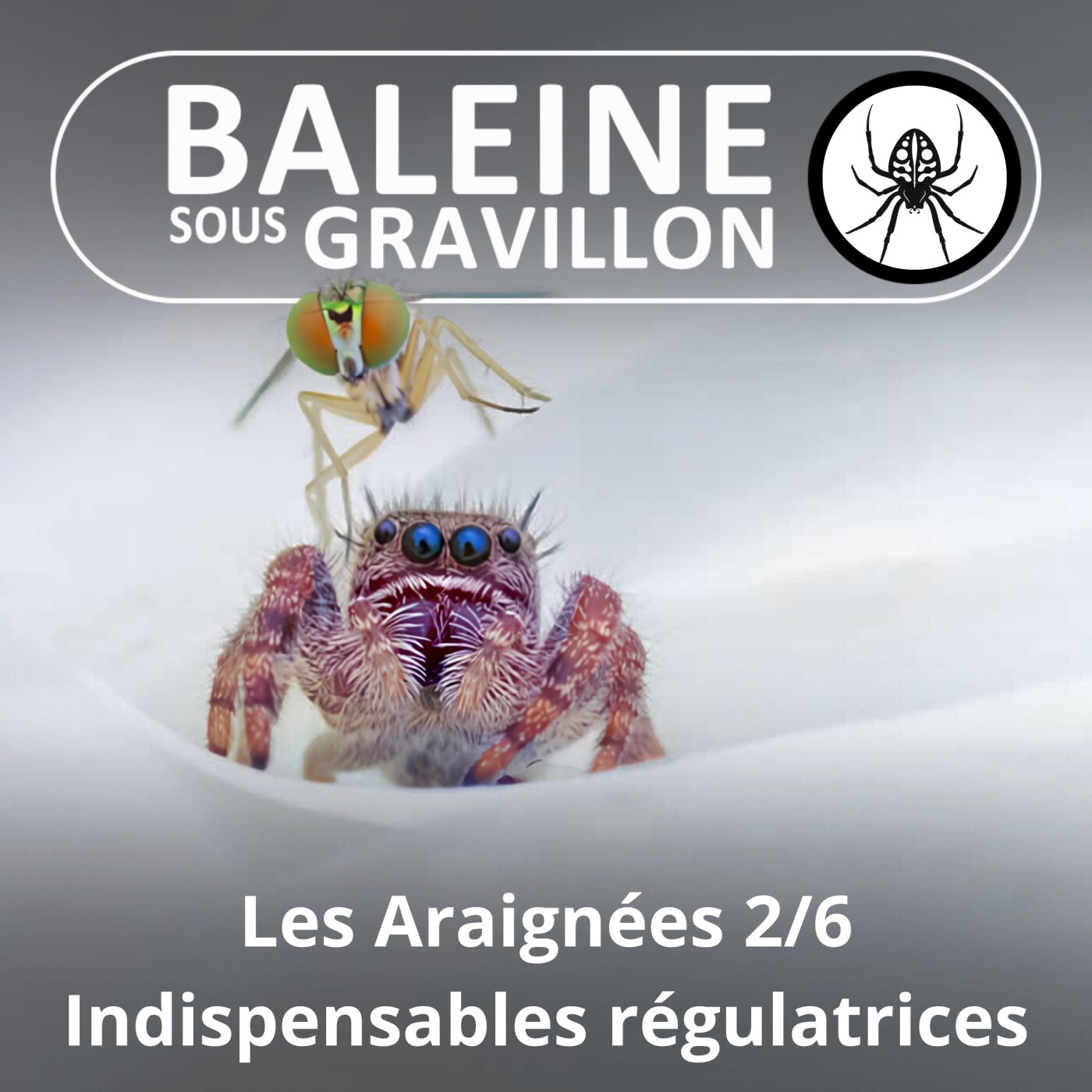 S02E57 Les Araignées 2/6 : Indispensables régulatrices episode artwork