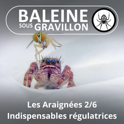 S02E57 Les Araignées 2/6 : Indispensables régulatrices cover