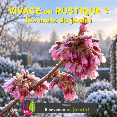 #83: LES MOTS DU JARDIN : DIFFÉRENCE ENTRE VIVACE ET RUSTIQUE cover