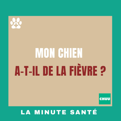 Mon chien a-t-il de la fièvre ? | #LaMinuteSanté5 cover
