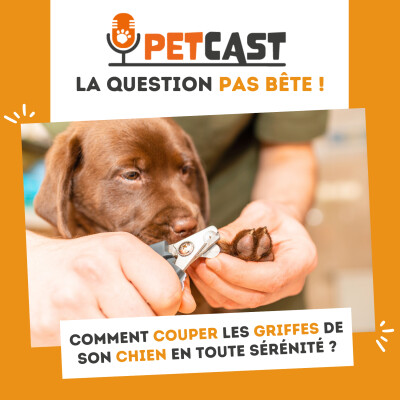 Comment couper les griffes de son chien en toute sérénité ? cover