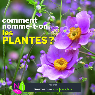 HISTOIRES BOTANIQUES: COMMENT NOMME-T-ON LES PLANTES ? cover