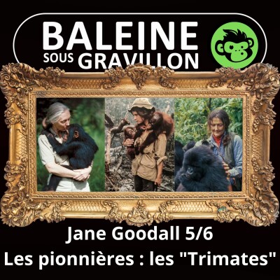 S07E25 Jane Goodall 5/6 : Les "Trimates", le temps des pionnières (Emmanuelle Grundmann) cover