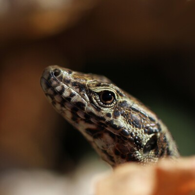 S05E06 Les Reptiles du jardin 2/4 : Le Lézard des murailles (Ludivine Delamare, naturaliste) cover