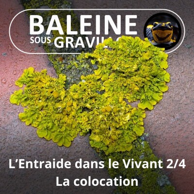 S04E69 L'Entraide dans le Vivant 2/4 : On a souvent besoin d'un plus petit .. coloc ! (Julien Perrot, Revue Salamandre) cover